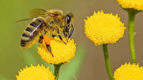 Biene auf einer  Blume