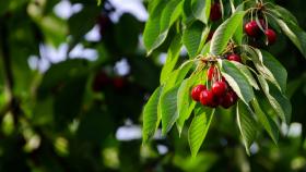 rote kirschen am grünen zweig